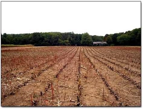 metal detecting ground cover that grows near old house|metal detecting old farm fields.